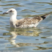 Photo de Mouette