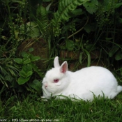 Photo de Lapin