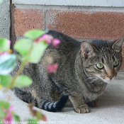 Photo d'Ocicat