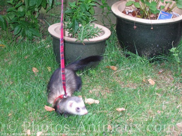 Photo de Furet