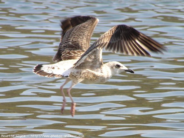 Photo de Mouette