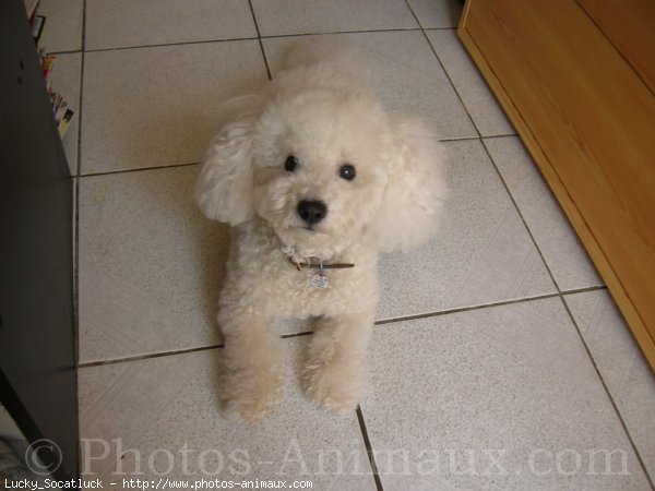 Photo de Bichon  poil fris