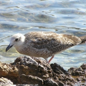 Photo de Mouette