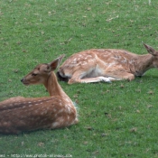 Photo de Biche