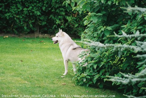 Photo de Husky siberien