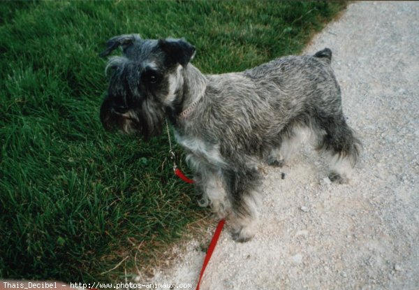 Photo de Schnauzer gant