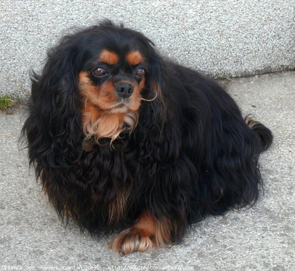 Photo de Cavalier king charles spaniel