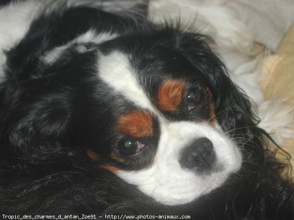 Photo de Cavalier king charles spaniel