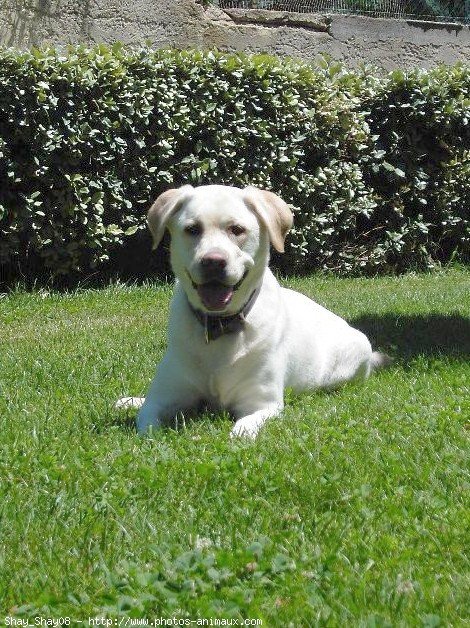 Photo de Labrador retriever