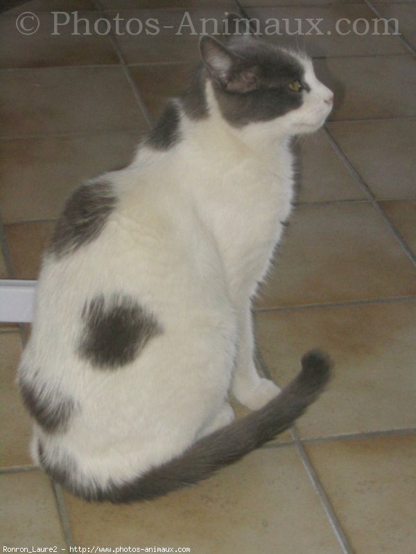 Photo d'European shorthair