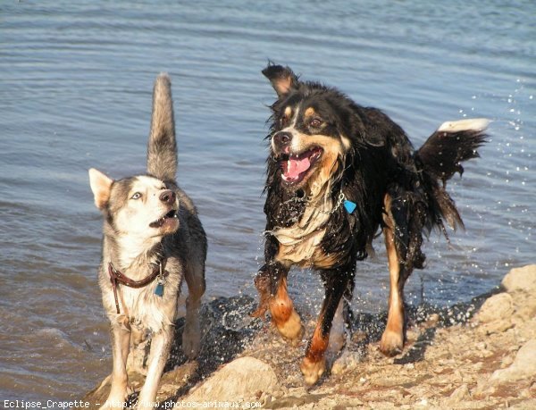 Photo de Husky siberien