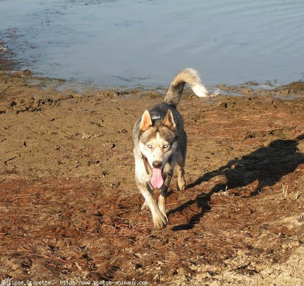 Photo de Husky siberien