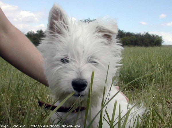 Photo de West highland white terrier