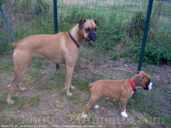 Photo de Boxer