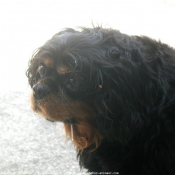 Photo de Cavalier king charles spaniel