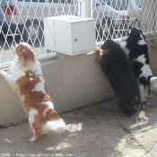 Photo de Cavalier king charles spaniel