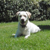 Photo de Labrador retriever