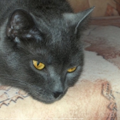 Photo de Chartreux