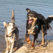 Photo de Husky siberien