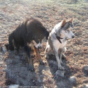 Photo de Husky siberien