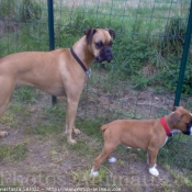 Photo de Boxer