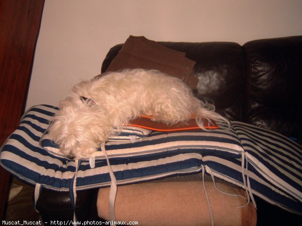 Photo de Bichon maltais