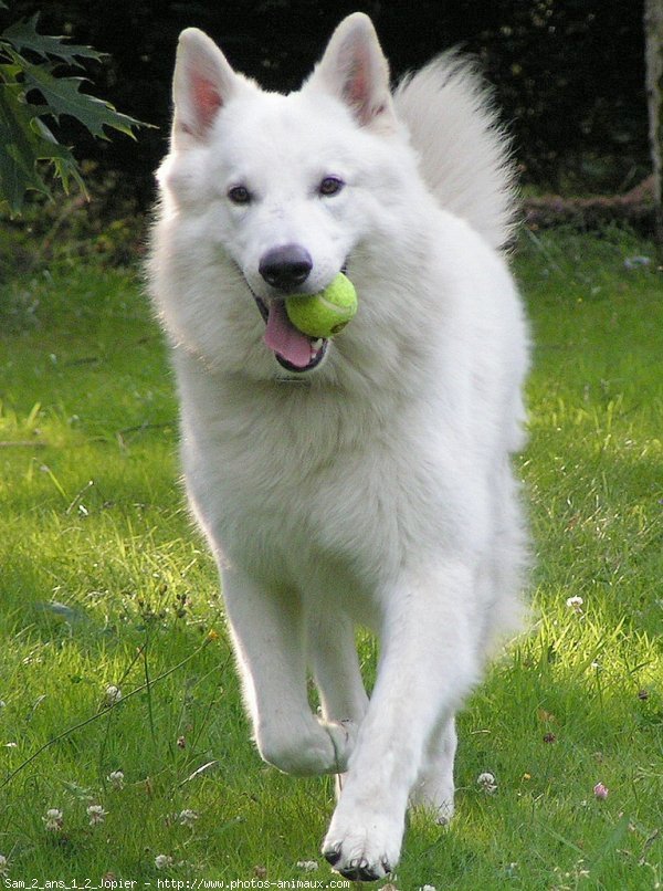 Photo de Berger blanc suisse