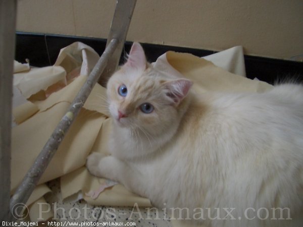 Photo de Ragdoll