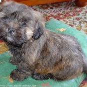 Photo de Lhassa apso