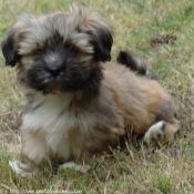 Photo de Lhassa apso