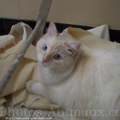 Photo de Ragdoll