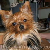 Photo de Yorkshire terrier