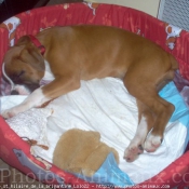 Photo de Boxer