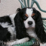 Photo de Cavalier king charles spaniel