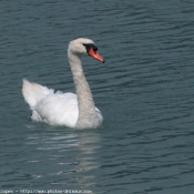 Photo de Cygne