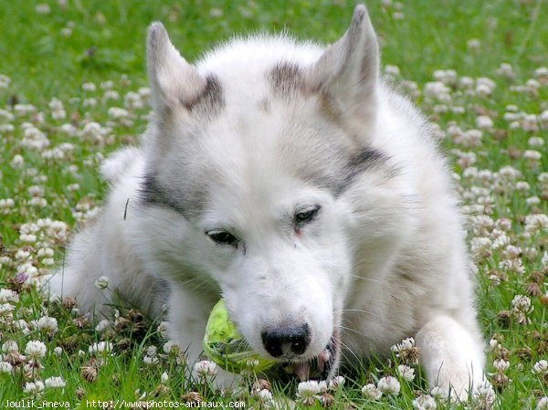 Photo de Husky siberien