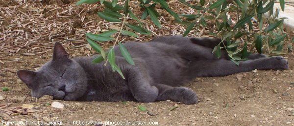 Photo de Chat domestique