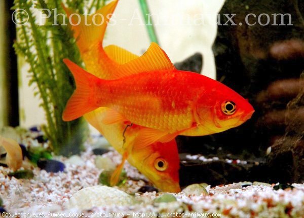 Photo de Poissons rouges