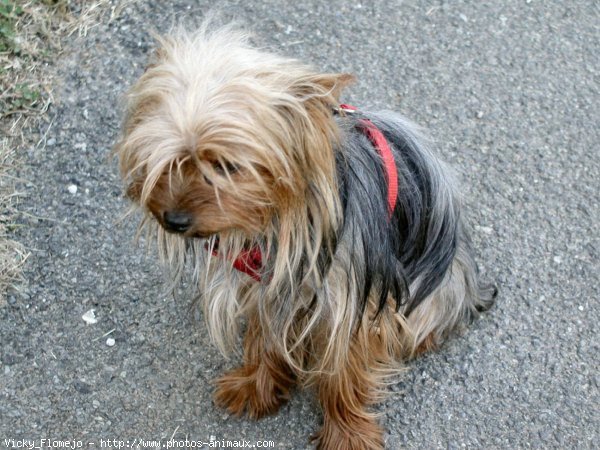 Photo de Yorkshire terrier