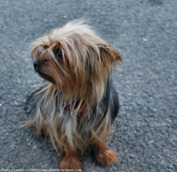 Photo de Yorkshire terrier