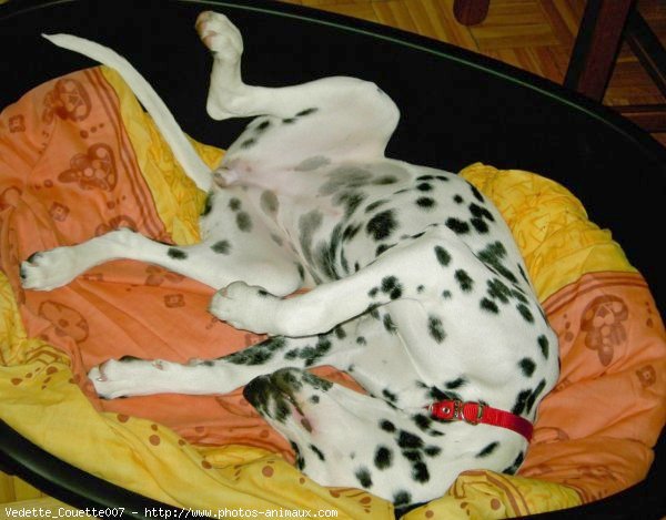 Photo de Dalmatien