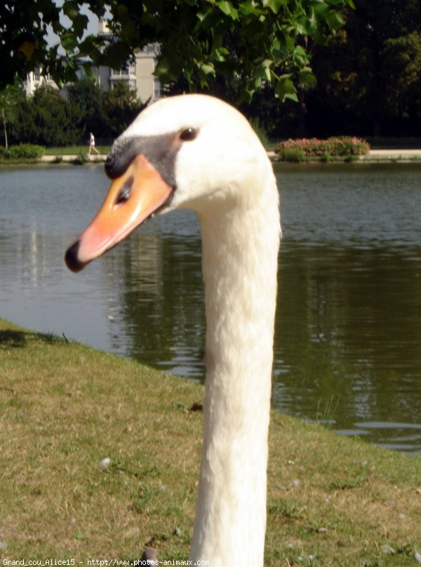 Photo de Cygne