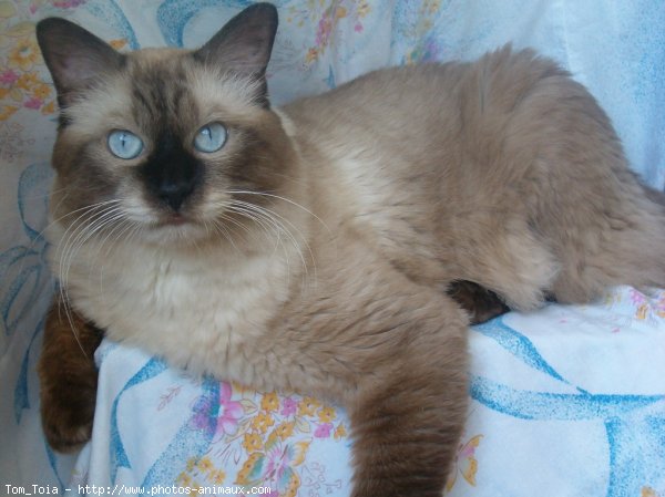 Photo de Sacr de birmanie