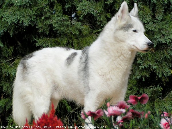 Photo de Husky siberien