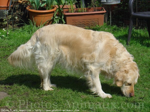 Photo de Golden retriever