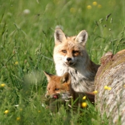 Photo de Renard