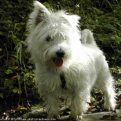 Photo de West highland white terrier