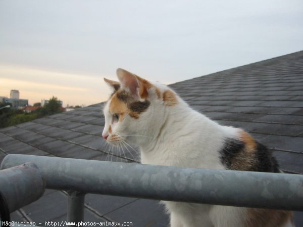 Photo de Chat domestique