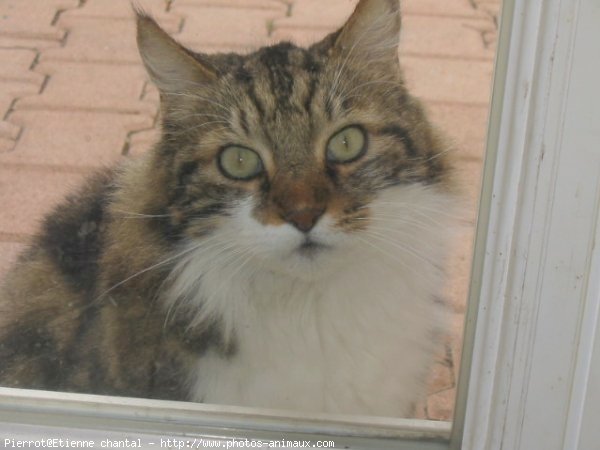 Photo de Chat domestique