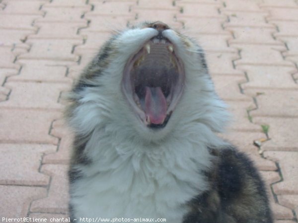 Photo de Chat domestique